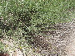 Acmispon procumbens procumbens