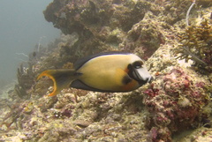Acanthurus pyroferus