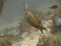 Ctenochaetus binotatus