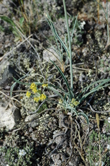 Bupleurum americanum