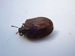 Podops inunctus