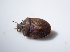 Podops inunctus