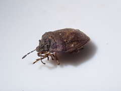 Podops inunctus