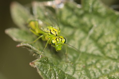 Rhogogaster punctulata