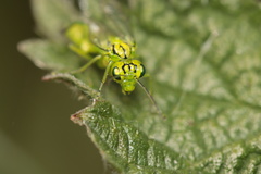 Rhogogaster punctulata