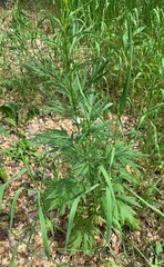Artemisia vulgaris