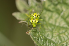 Rhogogaster punctulata