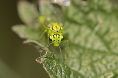 Rhogogaster punctulata