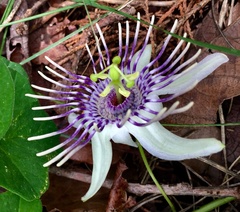 Passiflora karwinskii
