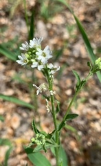 Berteroa incana