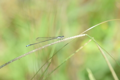 Aciagrion occidentale