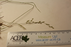 Poa nemoralis