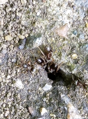Lasius niger
