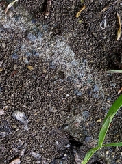 Lasius niger