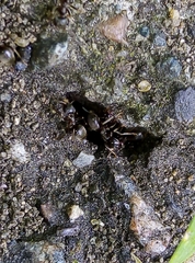 Lasius niger