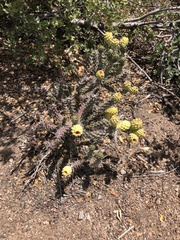 Cylindropuntia whipplei