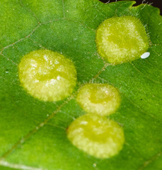 Phylloxera caryaescissa