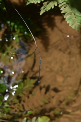 Archibasis oscillans