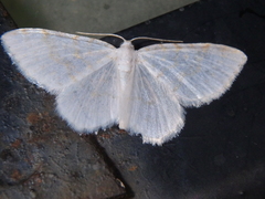 Asthena albulata