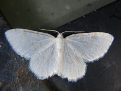 Asthena albulata