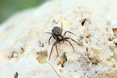 Pulchellodromus