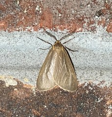 Pagara simplex