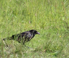 Corvus corone