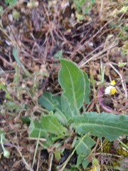 Rumex papillaris
