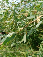 Salix vinogradovii