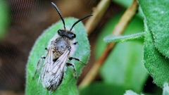Colletes cunicularius