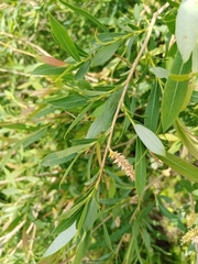 Salix vinogradovii