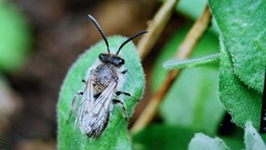 Colletes cunicularius