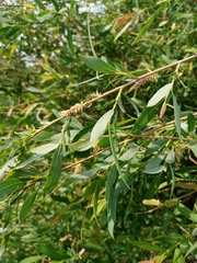Salix vinogradovii