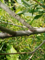 Salix vinogradovii