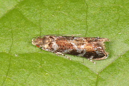 Holophysis emblemella photo 3