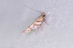 Aristotelia devexella