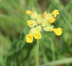 Primula veris