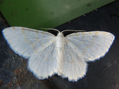 Asthena albulata