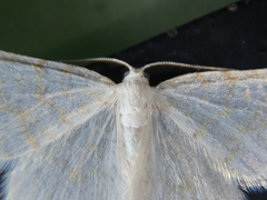 Asthena albulata
