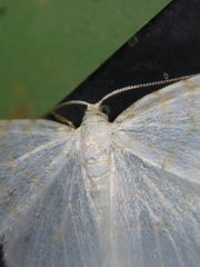 Asthena albulata