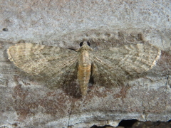 Eupithecia haworthiata