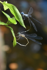 Lestes dorothea