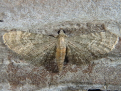 Eupithecia haworthiata