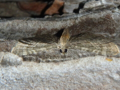 Eupithecia haworthiata