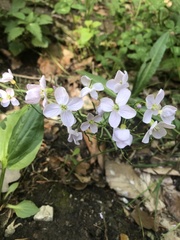 Cardamine pratensis