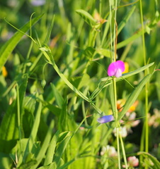 Lathyrus hirsutus