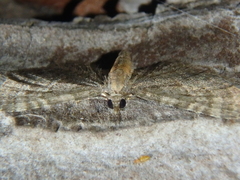 Eupithecia haworthiata