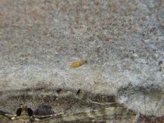 Eupithecia haworthiata