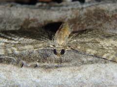 Eupithecia haworthiata
