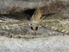 Eupithecia haworthiata